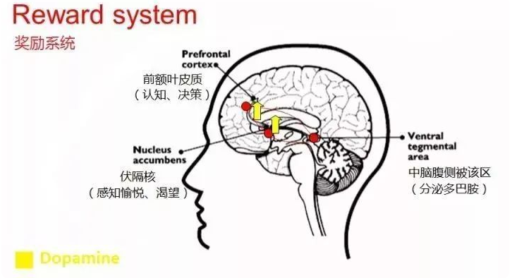 如果愛情注定會(huì)歸于平淡 |《貪婪的多巴胺》