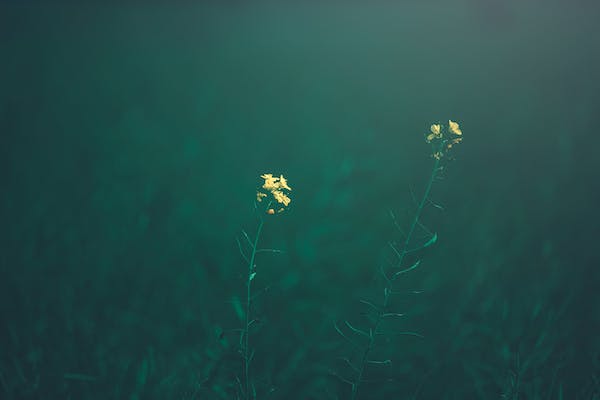 融合、共生與分離，親密關(guān)系的連續(xù)譜