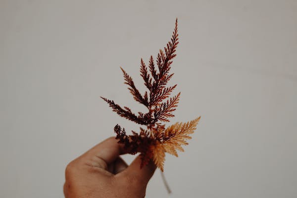 愛情讓你更好還是更糟？——親密關系中的自我分化