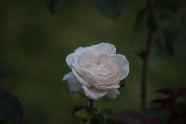 智慧溝通：化解人際糾紛的藝術